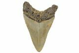 Fossil Megalodon Tooth - North Carolina #245735-1